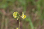 Hairy cowpea